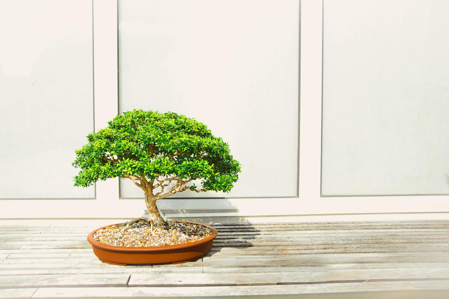 Essential Care Tips for Healthy Bonsai Trees