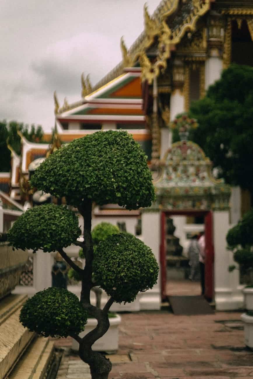 The Basics of Bonsai: Starting Your Miniature Garden