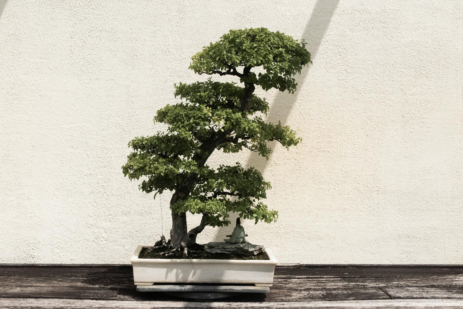 The History of Bonsai: From Ancient Art to Modern Mastery